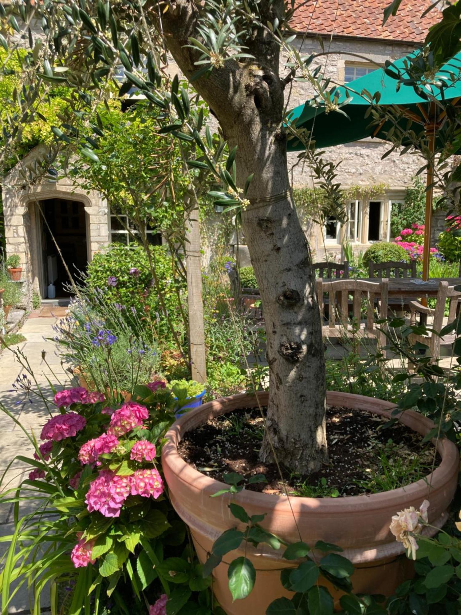 Maplestone Bed & Breakfast Shepton Mallet Exterior photo